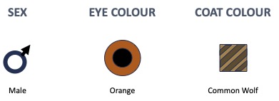 Baryk - Male, Orange eyes, Common Mountain coat